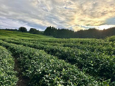 静かな朝の茶畑 静かな朝の茶畑の写真