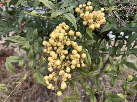 シロミナンテン シロミナンテン,白実南天,南天の写真素材