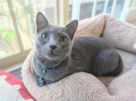 窓辺でくつろぐロシアンブルー 窓辺でくつろぐロシアンブルー ロシアンブルー,猫,リラックスの写真素材