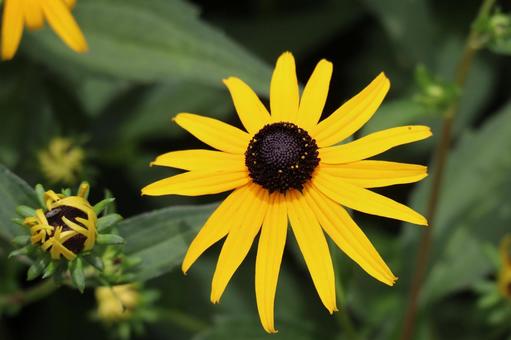 黄色い花びらのリシマキアの花のアップ 黄色い花びらのリシマキアの花のアップの写真