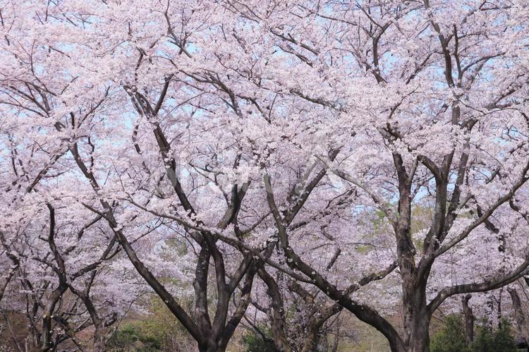 満開の桜　１ 桜,春,背景の写真素材