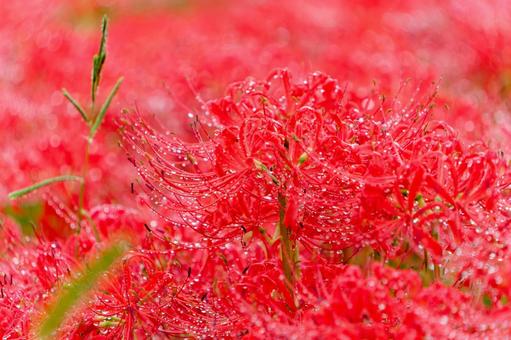 水滴に輝く群生の彼岸花 水滴に輝く群生の彼岸花 彼岸花,曼珠沙華,群生の写真素材