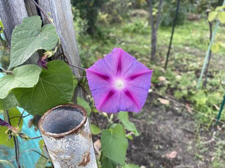 あさがお アサガオ,花,季節の花の写真素材