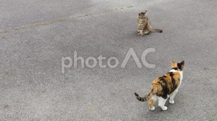 パトロールコースが交錯して固まる猫様たち パトロールコースが交錯して固まる猫様たち 猫,三毛猫,キジトラの写真素材
