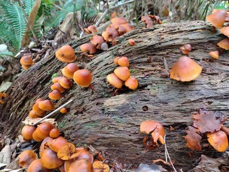 群生しているキノコ 群生しているキノコの写真