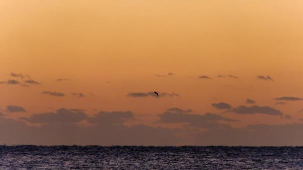 朝焼けの海を飛ぶ一羽の鳥 朝焼けの海を飛ぶ一羽の鳥の写真