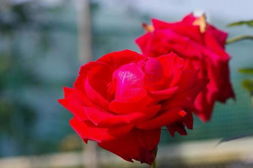 薔薇の花 薔薇の花の写真