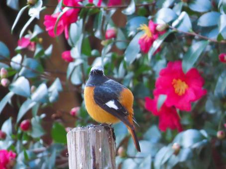 ジョウビタキのオスと椿 ジョウビタキのオスと椿 ジョウビタキ,椿,花の写真素材