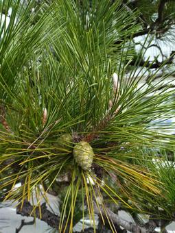 松の実 松の実,松,松ぼっくりの写真素材