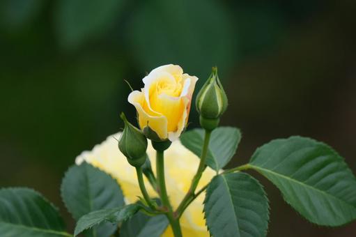 薔薇 薔薇の写真