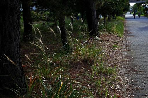 夕日がさす路地の草木 夕暮れ,草木,路地の写真素材