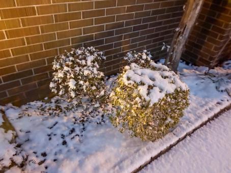 舞い落ちる雪が彩る冬の風景 舞い落ちる雪が彩る冬の風景の写真
