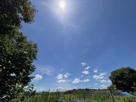 木々と太陽 木々と太陽 空,木々,木の写真素材