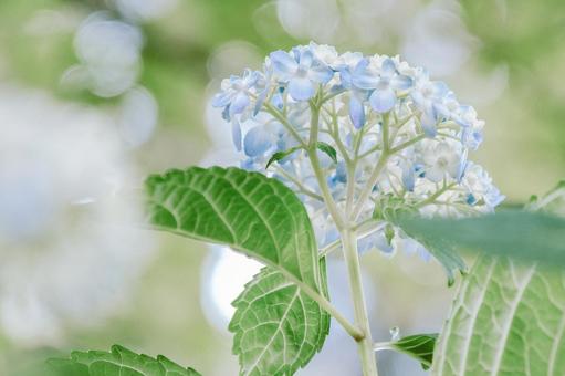 水色のあじさいと玉ボケの写真