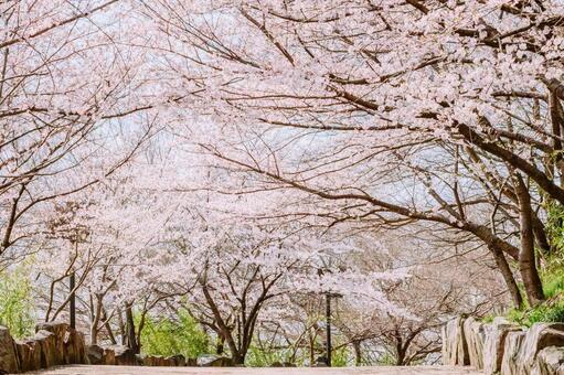 満開を迎えた桜並木 桜,ソメイヨシノ,春の写真素材