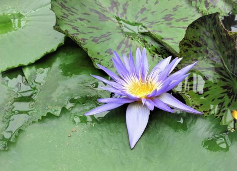 蓮の花 蓮の花の写真