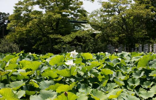 夏の源平池に咲く白蓮 蓮,はす,ハスの写真素材