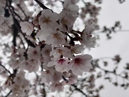 桜 桜の写真