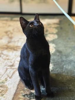 猫 黒猫,猫じゃらし,猫の写真素材
