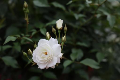 白いバラと多くの蕾の写真