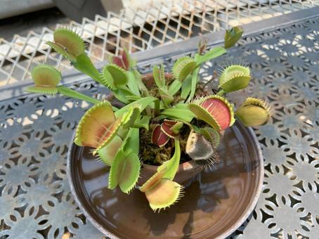食虫植物 ハエトリソウ 食虫植物 ハエトリソウ 植物,食虫植物,ハエトリソウの写真素材