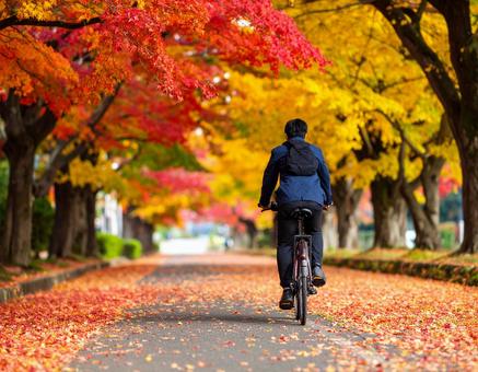 落ち葉舞う並木道のサイクリング 落ち葉舞う並木道のサイクリングの写真