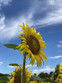 夏の青空に映えるひまわりの花 夏の青空に映えるひまわりの花の写真
