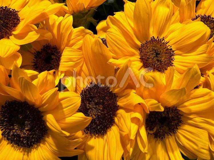 たくさんのヒマワリ ヒマワリ,花,アップの写真素材