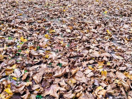 ふかふか落ち葉絨毯 枯れ葉,落ち葉,ふかふかの写真素材