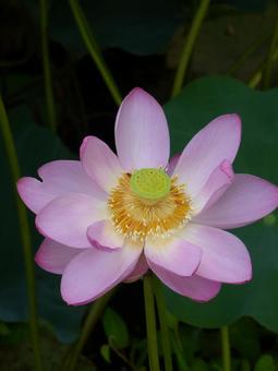 蓮の花0716 蓮の花0716の写真