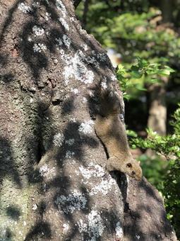 森の友達の写真