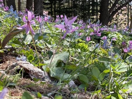 カタクリの花 カタクリの花 春,空,木の写真素材