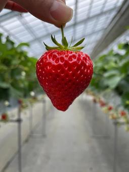 Strawberry picking, JPG Strawberry picking, JPG
