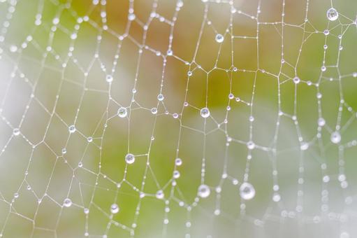 クモの巣と水滴⑺ クモの巣と水滴⑺の写真