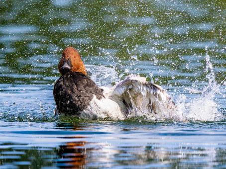 池を泳ぐホシハジロ ホシハジロ,鴨,野鳥の写真素材