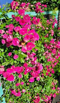 ピンクの花の写真