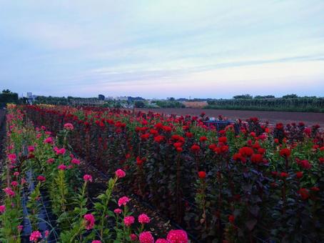 花畑と夕空のグラデーション 空,雲,花の写真素材