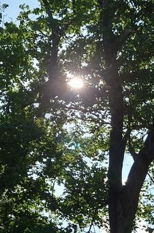 夏の木漏れ日 夏の木漏れ日の写真
