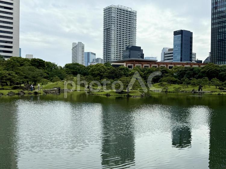 6月　旧芝離宮恩賜庭園 マツ,岩,庭石の写真素材
