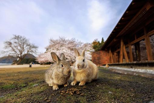 大久野島の兎 大久野島の兎の写真
