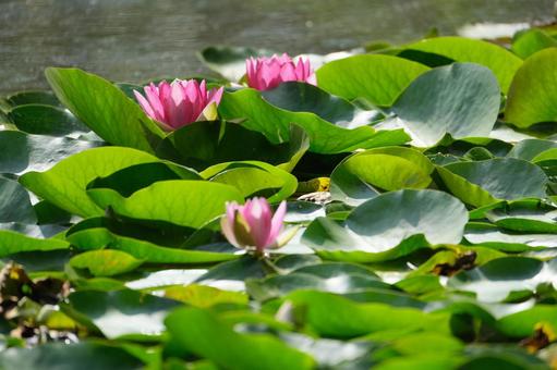 Water Lily, JPG