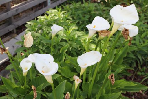 カラーの花 カラーの花の写真