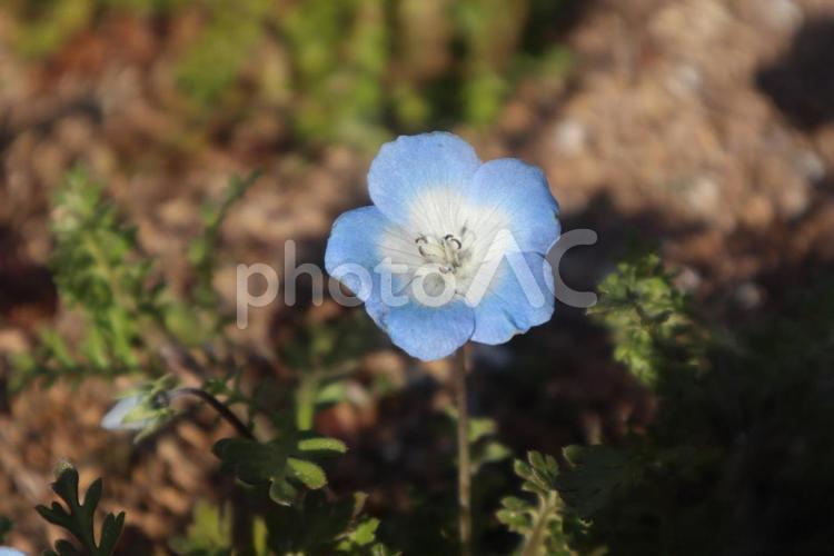 ネモフィラ畑に行きたい ネモフィラ,春,花の写真素材