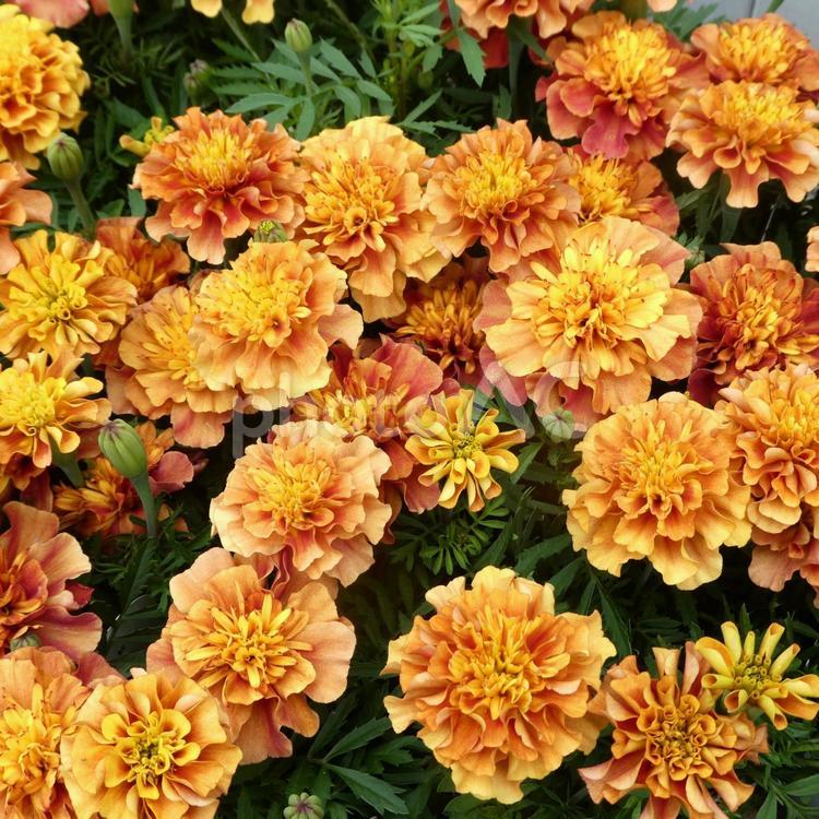 マリーゴールド ストロベリーブロンドの花 花,マリーゴールド,苗の写真素材