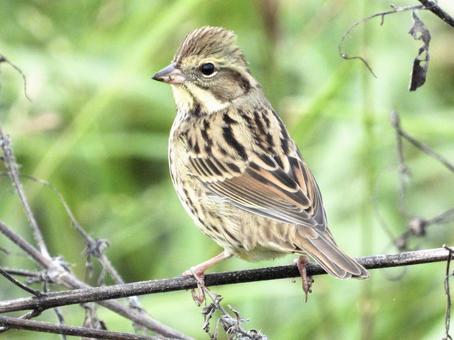 枯れ枝につかまるアオジの写真