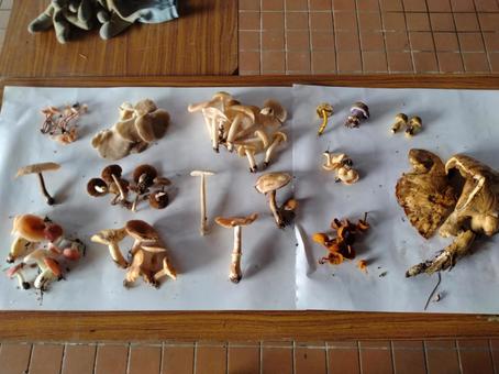 キノコ狩り きのこ,キノコ狩り,菌類の写真素材