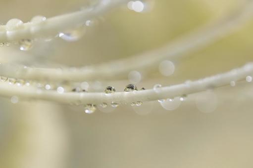 白い彼岸花についた水滴 白い彼岸花についた水滴 彼岸花,曼殊沙華,シロバナマンジュシャゲの写真素材
