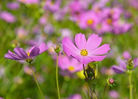 花開いたピンクのコスモス コスモス,秋,花の写真素材
