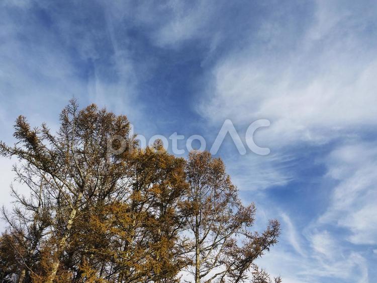 秋空と木々 秋,木,空の写真素材