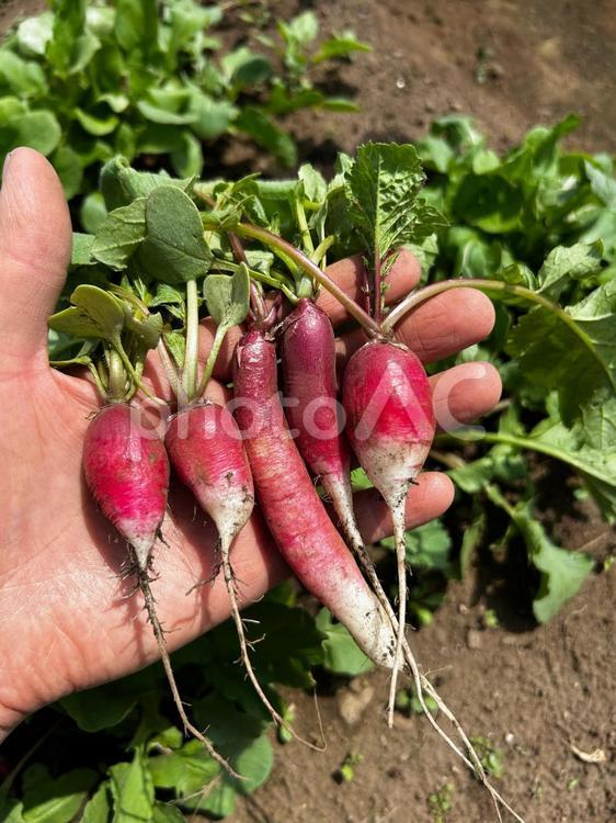 家庭菜園の春のラディッシュの収穫 ラディッシュ,二十日大根,食べ物の写真素材
